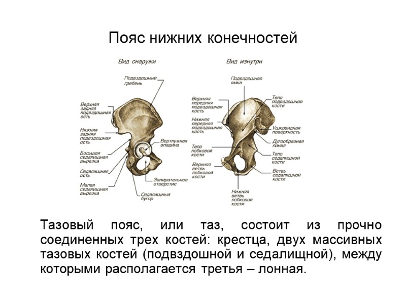 Пояс нижних конечностей  Тазовый пояс, или таз, состоит из прочно соединенных трех костей: